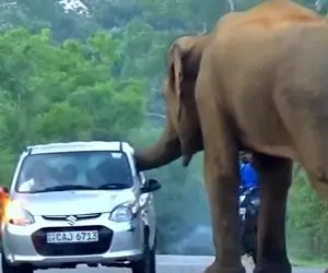 از جذابیت های حیات وحش؛ فیل قلدر اومده وسط جاده از راننده ها باج میگیره