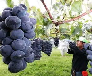 کشاورزی نوین؛ توی ژاپن انگور کاشتن هر دونش اندازه گردوئه عین لوستر آویزون درخته