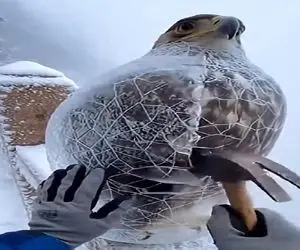 معماری طبیعت؛ عقاب یخ زده با چکش یخشو شکوند زنده شد پرواز کرد