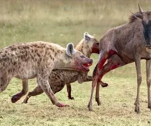 صحنه دهشتناک؛ کفتارهای ملعون هنوز بز کل یالدارو نکشته گوتشو تیکه کردن خوردن