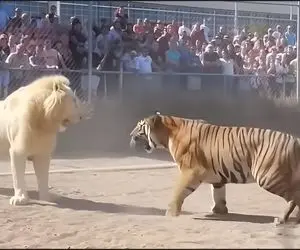 مستند حیات وحش؛ نبرد سراسر کین شیر سفید نادر با ببر غول