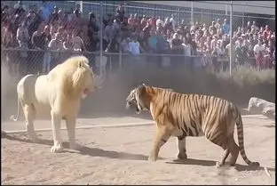 مستند حیات وحش؛ نبرد سراسر کین شیر سفید نادر با ببر غول