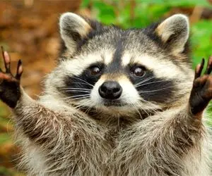 ملوس بربر؛ راکون ها رو اینطوری نبین که انقدر با مزه و ملوسن شکار کردنشون وحشیانه است