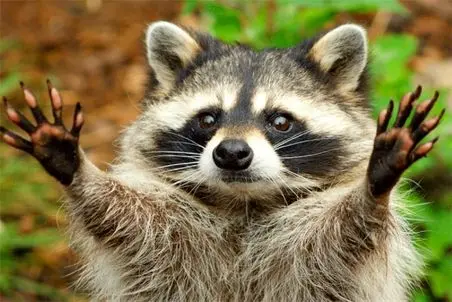 ملوس بربر؛ راکون ها رو اینطوری نبین که انقدر با مزه و ملوسن شکار کردنشون وحشیانه است