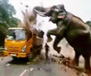 جذابیت‌های حیات وحش؛ توله فیل نازنازی گم شده مادرش برا پیدا کردنش همه ماشینارو چپ کرد