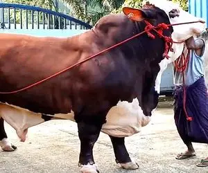 حیوانات غول جثه؛ 20 تا از سنگین وزن ترین و عجیب ترین گاوهای دنیا که نیست در جهان اند