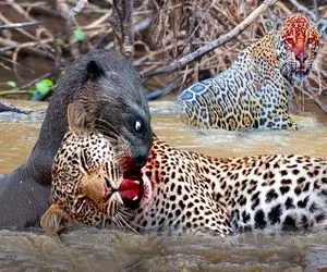 شاهکار حیات وحش؛ پلنگو تمساح دست به‌ یکی کردن سمور شکار کنن سمور شکارشون میکنه