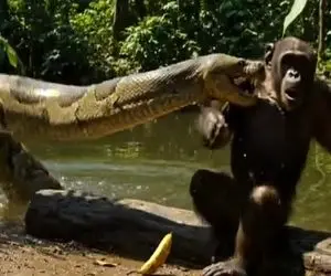 مستند حیات وحش؛ شامپانزه بی ادبی مار رو تاب نیاوورد و کله اشو مثه هندونه قاچ زد