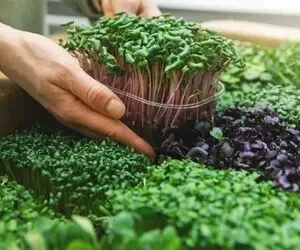 ایده های خلاقانه؛ میخوای سال جدید پول پارو کنی سبزه انار بذار که نماد ثروت و فراوانی