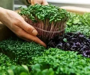 ایده های خلاقانه؛ میخوای سال جدید پول پارو کنی سبزه انار بذار که نماد ثروت و فراوانی