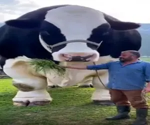 گاو باورنکردنی؛ گاو جیره یه شهرو خورده انقده زیر پاش میتونه تریلی له کنه صاحبش که هیچ