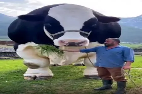 گاو باورنکردنی؛ گاو جیره یه شهرو خورده انقده زیر پاش میتونه تریلی له کنه صاحبش که هیچ