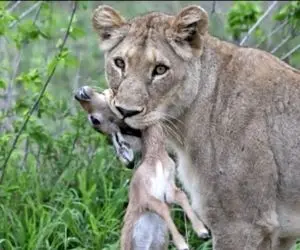 مستند حیات وحش؛ شیر میخواست به بچه ایمپالا رحم نشون بده ولی...