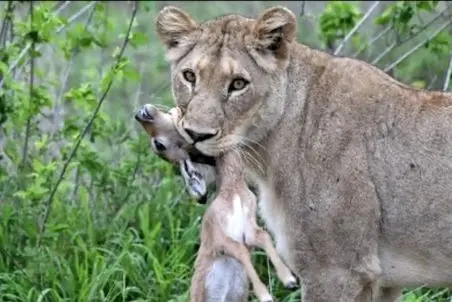 مستند حیات وحش؛ شیر میخواست به بچه ایمپالا رحم نشون بده ولی...