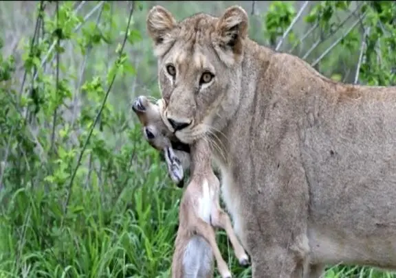 مستند حیات وحش؛ شیر میخواست به بچه ایمپالا رحم نشون بده ولی...