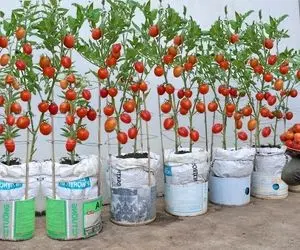 کشاورزی نوین؛ گونی رو سوراخ کرده توش بطری آب معدنی گذاشته واسه کاشت گوجه