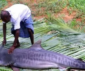 غذای غول پیکر ؛ کوسه 200 کیلویی رو صید کردن به زور میبرن غذا درست کنن/ آخه مجبورین مگه؟