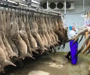 فرآوری کانگورو؛ تو استرالیا با پرورش کانگورو و کشتار مکانیزه اونا کلی پول درمیارن