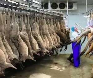 فرآوری کانگورو؛ تو استرالیا با پرورش کانگورو و کشتار مکانیزه اونا کلی پول درمیارن