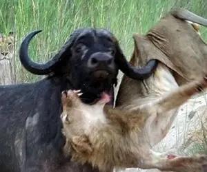 شاهکار حیات وحش؛ شیر بدسگال خواست حنجره بوفالو جر بده اما گاومیش شکمشو ترکوند