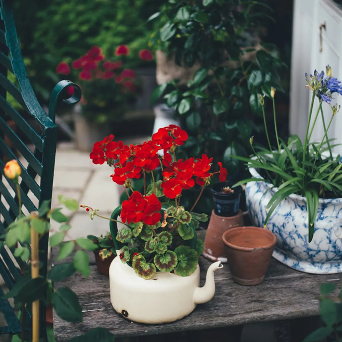 چه گلی برای رزق و روزی خوبه