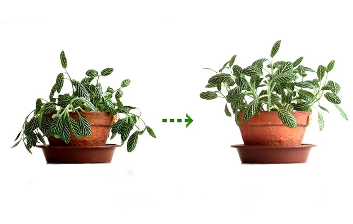 Fittonia-plant-maintenance-06