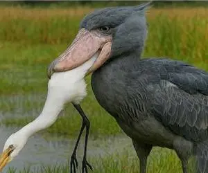 مستند حیات وحش / پلیکان دهن گشاد از ته مرغ مفلوک میبلعه