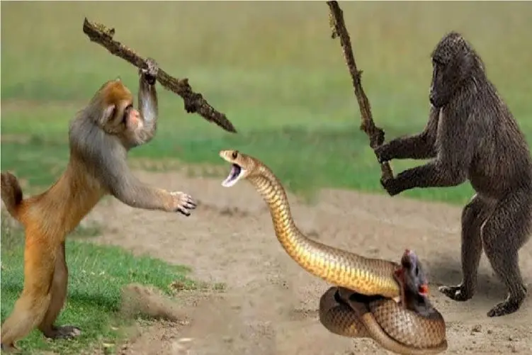 نبرد حیات وحش/مغز متفکر میمون قواعد بازی رو بهم ریخت و صحنه رو به خاک و خون کشید