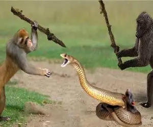 نبرد حیات وحش/مغز متفکر میمون قواعد بازی رو بهم ریخت و صحنه رو به خاک و خون کشید