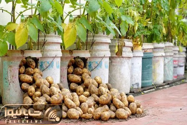 کاشت سیب زمینی در گلدان
