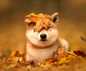 فتنه ای که شیبااینو ایجاد کرده است!