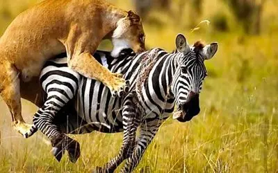 بدایع حیات وحش/گیر افتادن شیر ماده در محاصره گورخرهای وحشی/گورخر ها بهش رحم نمی کنند