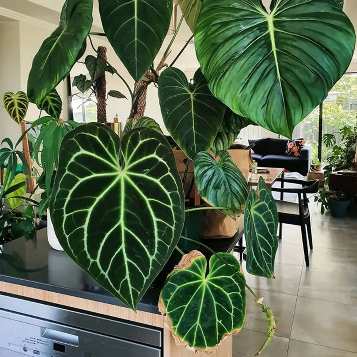 philodendron-5