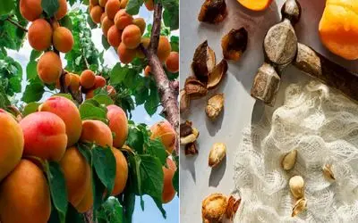 از هسته تا نهال؛ پرورش زردآلو در گلدان به ساده‌ ترین روش/ سبز شدن هسته زردآلو در خانه