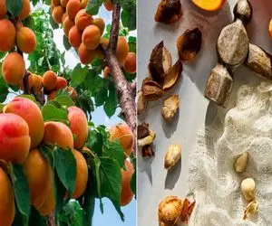 از هسته تا نهال؛ پرورش زردآلو در گلدان به ساده‌ ترین روش/ سبز شدن هسته زردآلو در خانه