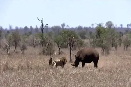 جذابیت حیات وحش؛ شیر همه جرعتش رو جمع میکنه جلو کرگدن کم نیاره