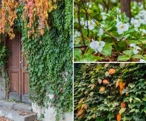 گیاهان چسبنده همیشه سبز؛ با سرمای پاییز و زمستونم میتونی دیوار سبز تو تراس داشته باشی