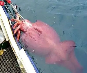 شکارهای غول آسا؛ ببینید با چه فناوری مدرنی جَلدی ماهی های غول پیکر رو صید می کنند