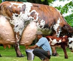فرآوری گاو؛ این گاو ها انقدر شیرشون زیاده که چند نفری جمع شدن واسه دوشیدنشون