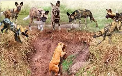 از بدایع حیات وحش؛ سگای بدسگال تا شیر رو تو مخمصه دیدن دورش کردن