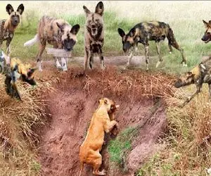 از بدایع حیات وحش؛ سگای بدسگال تا شیر رو تو مخمصه دیدن دورش کردن