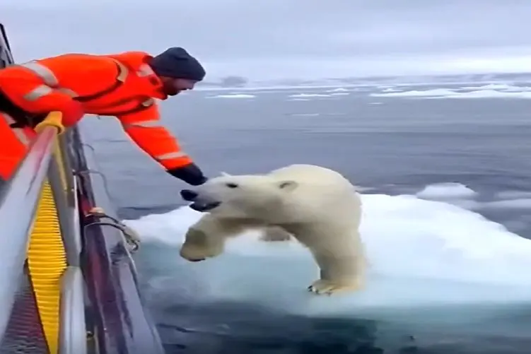 معماری طبیعت؛ خرس قطبی شناور روی یخ رو نجات دادن ولی یه چی شد که کاش نمیشد