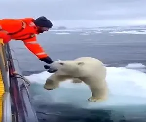 معماری طبیعت؛ خرس قطبی شناور روی یخ رو نجات دادن ولی یه چی شد که کاش نمیشد