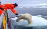 معماری طبیعت؛ خرس قطبی شناور روی یخ رو نجات دادن ولی یه چی شد که کاش نمیشد
