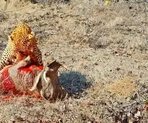 از جذابیت های حیات وحش؛ پلنگ افتاد رو کل یالدار و انگار داره جراحی قلب بازش میکنه