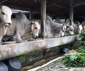 فرآوری گاو؛ گاو های بزرگ و خوش قد اندونزی که بخوای نگاشون کنی باید سرت به آسمون باشه