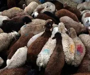 قیمت دام زنده امروز ۱۸ شهریور 1404 + جدول