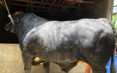 حیوانات غول جثه؛ گاو 1350 کیلوگرمی که جزو بزرگ ترین هاست