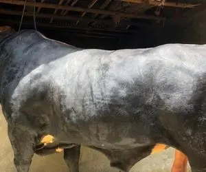 حیوانات غول جثه؛ گاو 1350 کیلوگرمی که جزو بزرگ ترین هاست