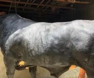 حیوانات غول جثه؛ گاو 1350 کیلوگرمی که جزو بزرگ ترین هاست